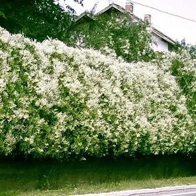 Фаллопия Фаллопия в Калининграде