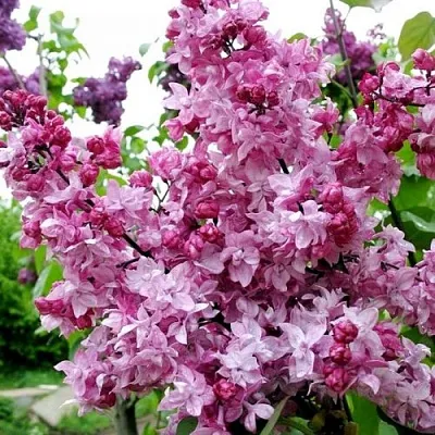 Сирень ОЛИМПИАДА КОЛЕСНИКОВА  Сирень ОЛИМПИАДА КОЛЕСНИКОВА в Калининграде