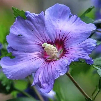 Гибискус МАРИНА сирийский в Калининграде