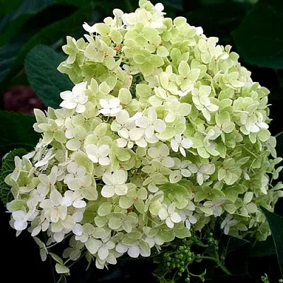 Гортензия СТЕРИЛИС древовидная   Гортензия СТЕРИЛИС древовидная  в Калининграде