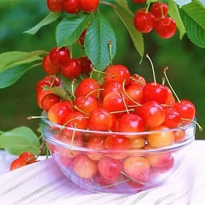 Черешня НАСЛАЖДЕНИЕ в Калининграде