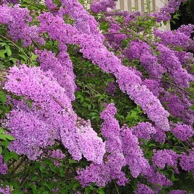 Сирень КИТАЙСКАЯ  Сирень КИТАЙСКАЯ в Калининграде