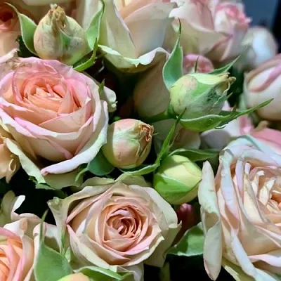 Саженцы роз АЗОРЕ спрей  Саженцы роз АЗОРЕ спрей в Калининграде