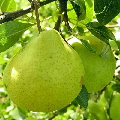 Груша ДАЛИКОР колонновидная  Груша ДАЛИКОР колонновидная в Калининграде