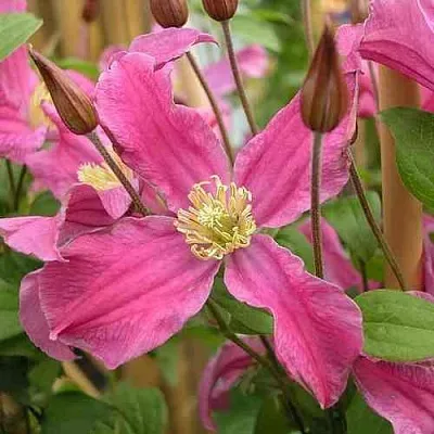 Клематис ИНСПИРЕЙШН ЗОЙН  Клематис ИНСПИРЕЙШН ЗОЙН в Калининграде