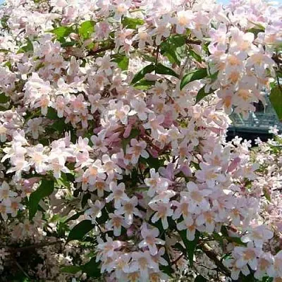 Кольквиция прелестная  Кольквиция прелестная в Калининграде