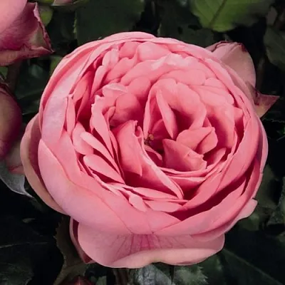 Саженцы роз ХЭППИ ПИАНО чайно-гибридная  Саженцы роз ХЭППИ ПИАНО чайно-гибридная в Калининграде