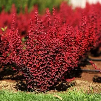 Барбарис ОРАНЖ РОКЕТ тунберга в Калининграде