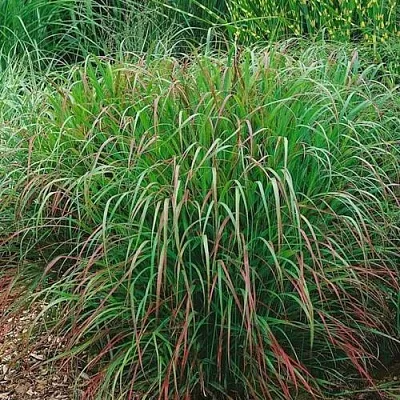 Просо РЕБРАУН прутьевидное  Просо РЕБРАУН прутьевидное в Калининграде