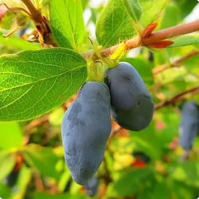 Жимолость съедобная БОРЕАЛ БЛИЗЗАРД (СЕВЕРНАЯ МЕТЕЛЬ) в Калининграде