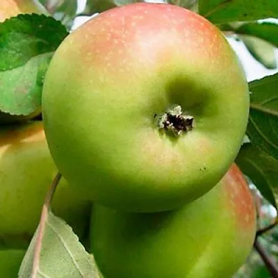 Яблоня БРАТ ЧУДНОГО стелющаяся  Яблоня БРАТ ЧУДНОГО стелющаяся в Калининграде