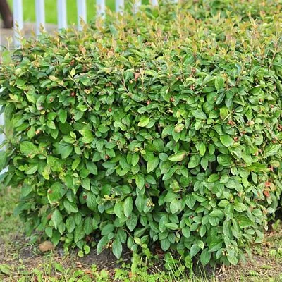 Кизильник блестящий в Калининграде