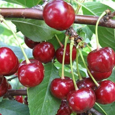 Вишня ТУРГЕНЕВКА в Калининграде