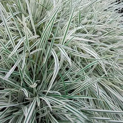 Райграс ВАРИЕГАТТА бульбоносный  Райграс ВАРИЕГАТТА бульбоносный в Калининграде