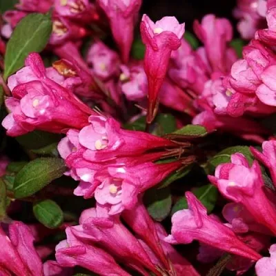 саженцы вейгелы саженцы вейгелы