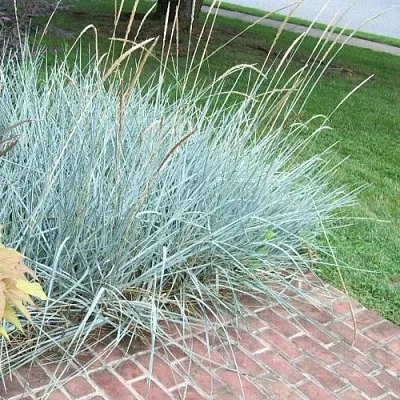 Элимус БЛЮ ДЮН песчаный  Элимус БЛЮ ДЮН песчаный в Калининграде