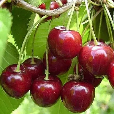 Вишня ХАРИТОНОВСКАЯ в Калининграде