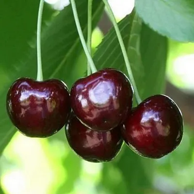 Черешня ЛЕНИНГРАДСКАЯ ЧЁРНАЯ в Калининграде
