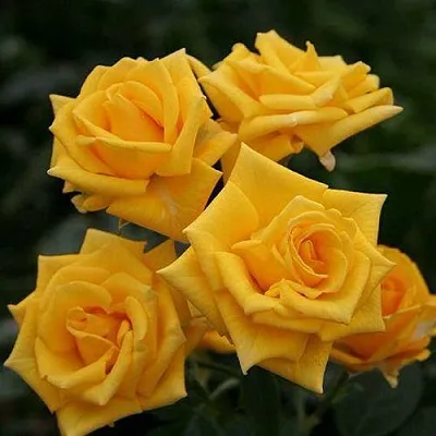 Саженцы роз ШАНИ спрей  Саженцы роз ШАНИ спрей в Калининграде