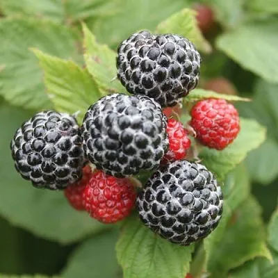 Черная  Черная в Калининграде