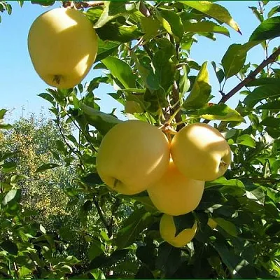 Яблоня ГОЛДЕН МИЛЛЕНИУМ  Яблоня ГОЛДЕН МИЛЛЕНИУМ в Калининграде