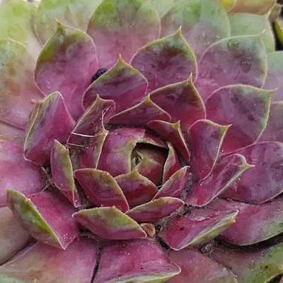 Молодило УФО в Калининграде