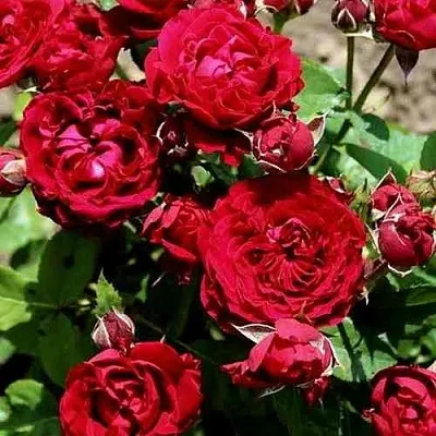 Саженцы роз ТАМАНГО спрей  Саженцы роз ТАМАНГО спрей в Калининграде