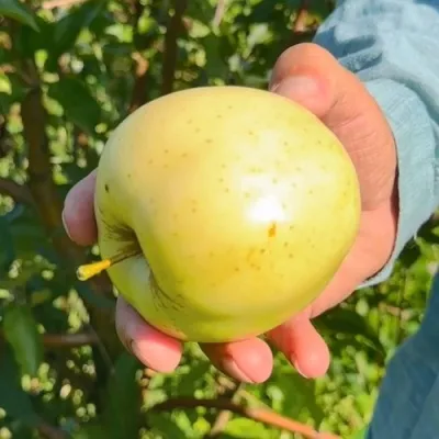 Яблоня ЗАЙЧУК — описание сорта Яблоня ЗАЙЧУК в Калининграде