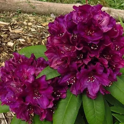 Рододендрон ПОЛАРНАХТ  Рододендрон ПОЛАРНАХТ в Калининграде