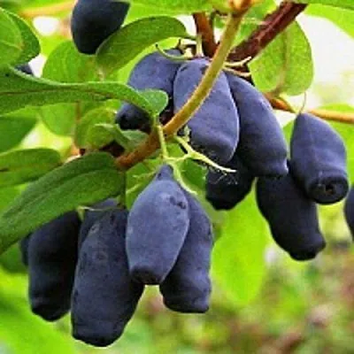 Жимолость съедобная МОСКОВСКАЯ в Калининграде
