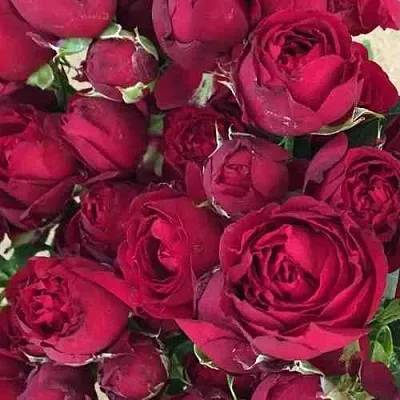 Саженцы роз РЕД БАБЛС спрей  Саженцы роз РЕД БАБЛС спрей в Калининграде