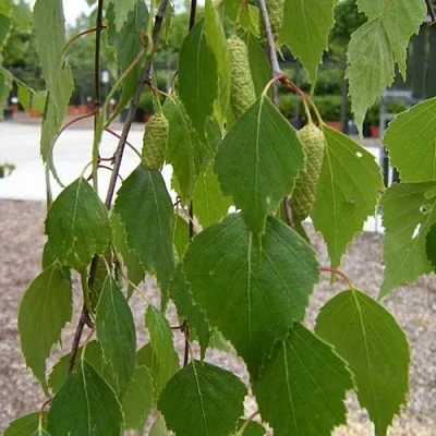 Береза ФАСЦИНЕЙШЕН белая   Береза ФАСЦИНЕЙШЕН белая  в Калининграде