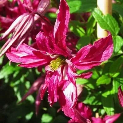 Клематис РОЗАЛИН  Клематис РОЗАЛИН в Калининграде