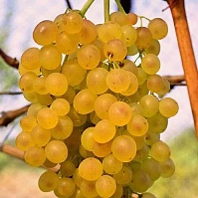 Виноград КИШМИШ КОКТЕЙЛЬ  Виноград КИШМИШ КОКТЕЙЛЬ в Калининграде