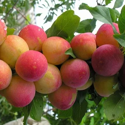 Слива СКОРОПЛОДНАЯ  Слива СКОРОПЛОДНАЯ в Калининграде