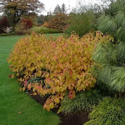 Дерен  АННА ВИНТЕР ОРАНЖ кроваво-красный    Дерен  АННА ВИНТЕР ОРАНЖ кроваво-красный   в Калининграде