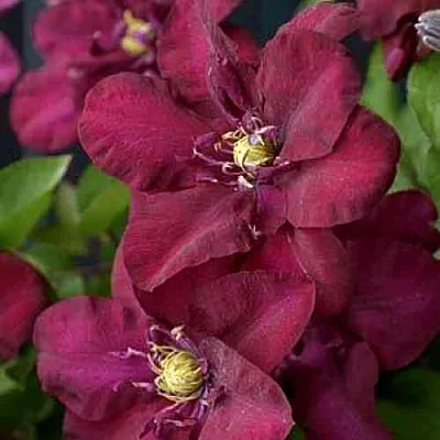 Клематис ЯН III СОБЕСКИ  Клематис ЯН III СОБЕСКИ в Калининграде