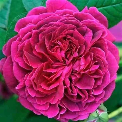 Саженцы роз ВИЛЬЯМ ШЕКСПИР английская  Саженцы роз ВИЛЬЯМ ШЕКСПИР английская в Калининграде