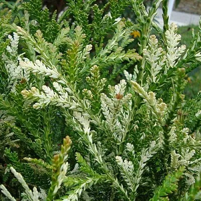 Туевик ВАРИЕГАТА долотовидный  в Калининграде