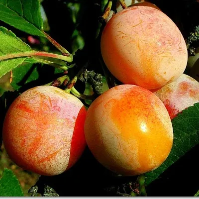 Ранняя  Ранняя в Калининграде