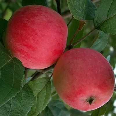 Яблоня СУЙСЛЕПСКОЕ (МАЛИНОВКА)  Яблоня СУЙСЛЕПСКОЕ (МАЛИНОВКА) в Калининграде