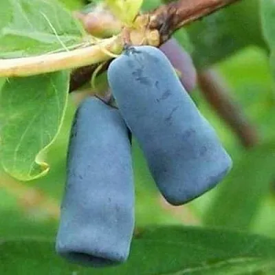 Жимолость съедобная ЗИНРИ в Калининграде