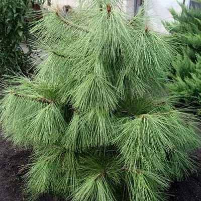 Сосна желтая   Сосна желтая  в Калининграде