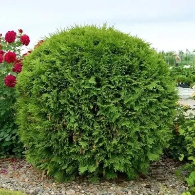 Туя ВУДВАРДИ западная в Калининграде