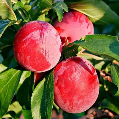 Красная  Красная в Калининграде