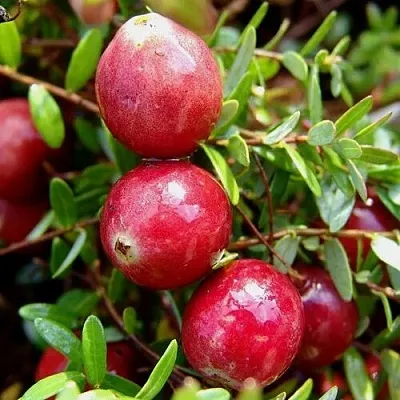 Клюква СТИВЕНС в Калининграде