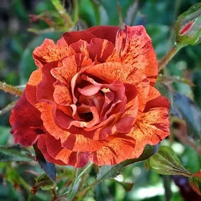 Саженцы роз САММЕР ЛОДЖ шраб  Саженцы роз САММЕР ЛОДЖ шраб в Калининграде