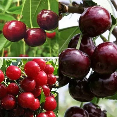 Комплект ВИШНЕВЫЙ САД в Калининграде