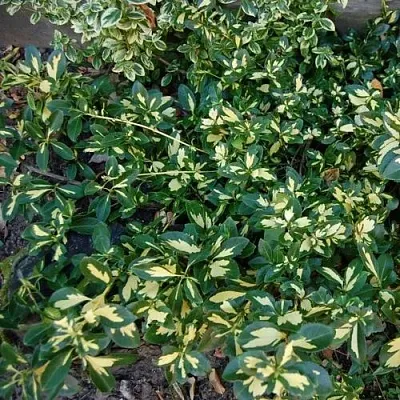 Бересклет САНСПОТ форчуна  Бересклет САНСПОТ форчуна в Калининграде