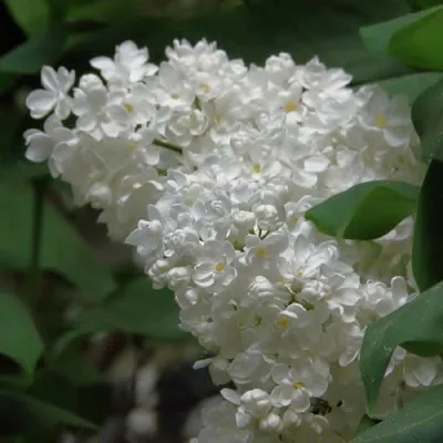 Сирень РУССКИЙ СЕВЕР  Сирень РУССКИЙ СЕВЕР в Калининграде